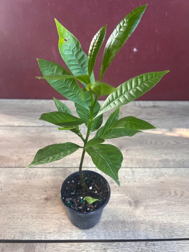 Red Cashew Live Plant – Anacardium occidentale – Tropical Tree in 4" Pot - Cannot ship to CA - Image 7