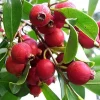 Red Cattley Guava Live Plant – 10" Pot – Tropical Fruit Tree – Outdoor/Container - Cannot ship to CA - Image 1