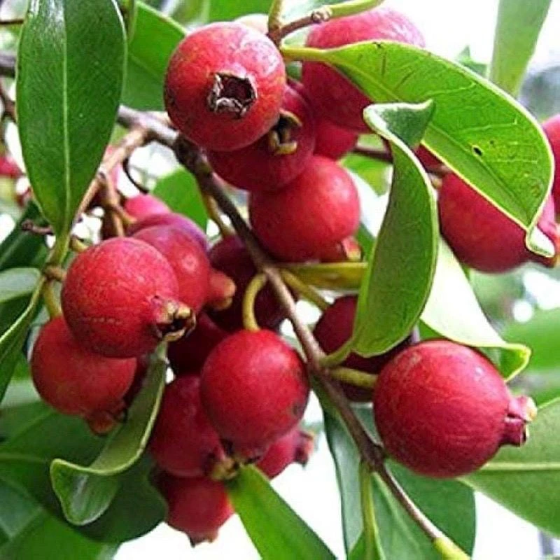 Red Cattley Guava Live Plant – 10" Pot – Tropical Fruit Tree – Outdoor/Container - Cannot ship to CA - Image 1