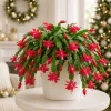 Red Christmas Cactus Live Plants - Set of 2, 4-8 Inch Tall, No Pot - Image 1