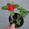 Red Crown of Thorns Live Plant – 7-10" Tall Euphorbia – Indoor/Outdoor - Image 1