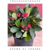 Red Crown of Thorns Live Plant - Euphorbia milii in 6" Pot - Indoor/Outdoor Succulent - Cannot ship to CA - Image 1