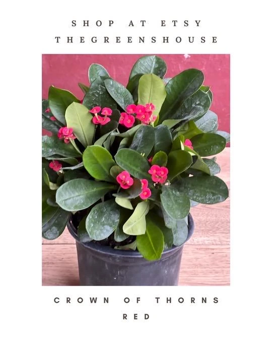 Red Crown of Thorns Live Plant - Euphorbia milii in 6" Pot - Indoor/Outdoor Succulent - Cannot ship to CA - Image 1