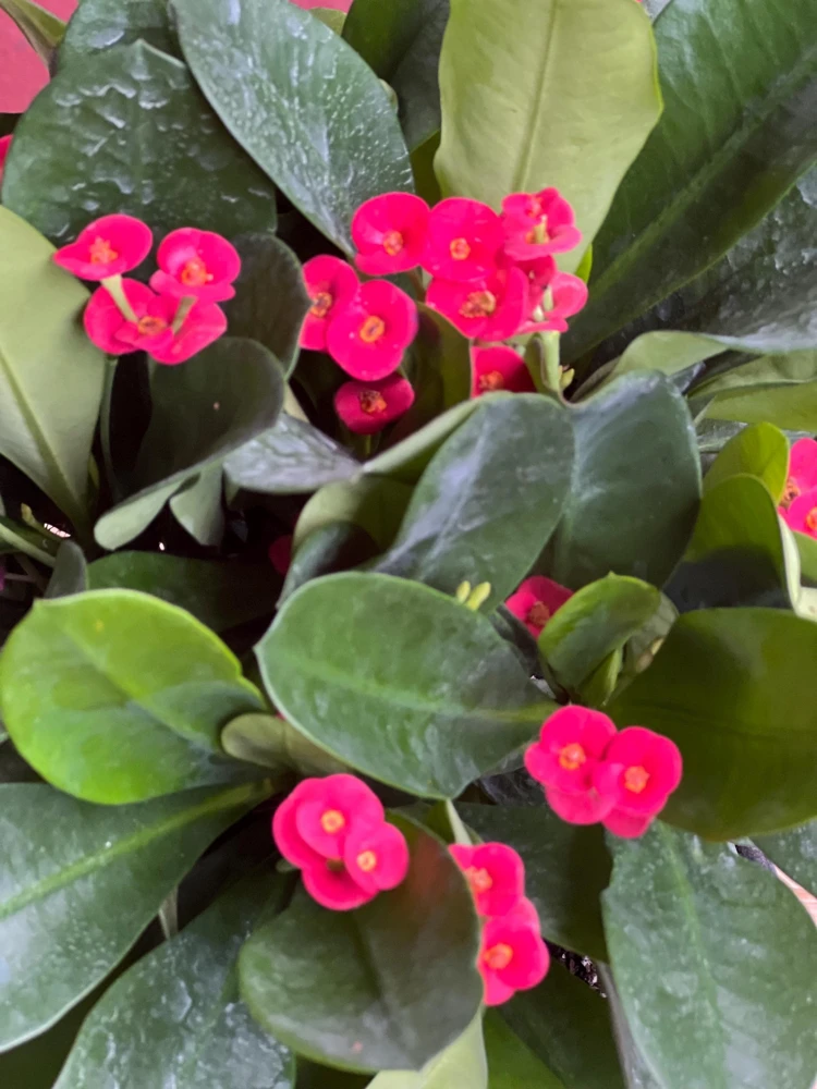 Red Crown of Thorns Live Plant - Euphorbia milii in 6" Pot - Indoor/Outdoor Succulent - Cannot ship to CA - Image 2