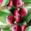 Red Cuttley Guava Live Plant - 4" Pot Strawberry Ruby Guava Tree (Psidium cattleyanum) - Cannot ship to CA - Image 1