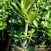 Red Desert Rose Adenium Obesum Live Plant - Caudex - 4 inch Pot - Image 1