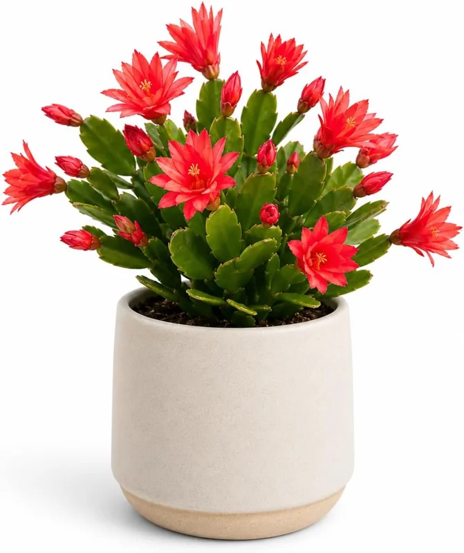 Red Easter Cactus Live Plant – Spring Houseplant – 4-8 Inch Tall - Image 1
