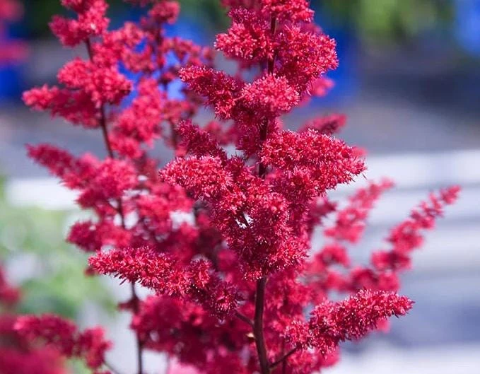 Red Fanal Astilbe Live Plant – Deep Crimson Flowers, Shade Perennial - Image 2