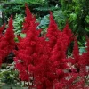 Red Fanal Astilbe Live Plant – Deep Crimson Flowers, Shade Perennial - Image 1