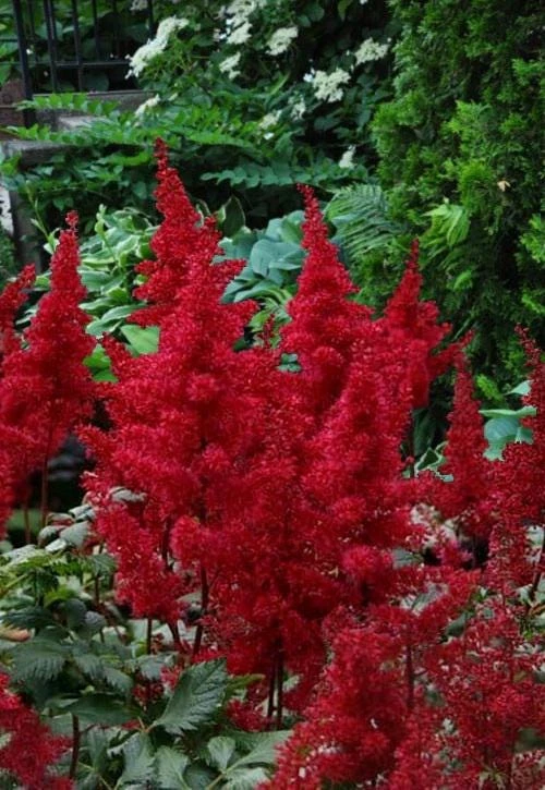 Red Fanal Astilbe Live Plant – Deep Crimson Flowers, Shade Perennial - Image 1