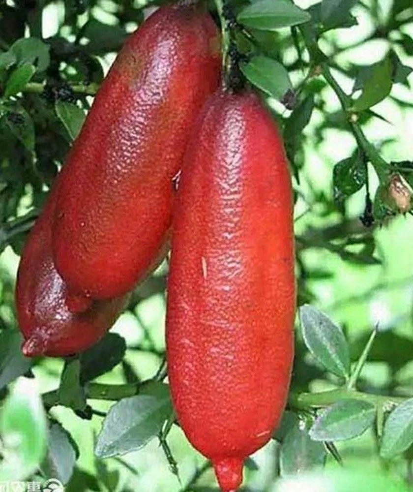 Red Finger Lime Tree Live Plant - 1/2 Gallon Pot, Microcitrus australasica, Grafted Citrus - Cannot ship to CA - Image 2
