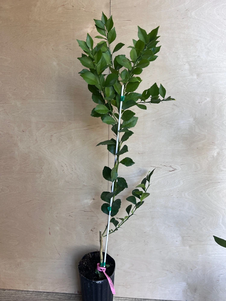 Red Finger Lime Tree Live Plant - 1/2 Gallon Pot, Microcitrus australasica, Grafted Citrus - Cannot ship to CA - Image 3
