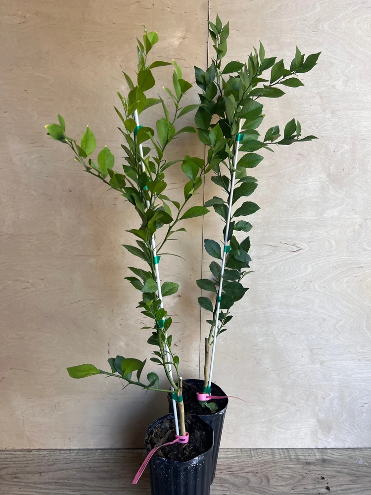 Red Finger Lime Tree Live Plant - 1/2 Gallon Pot, Microcitrus australasica, Grafted Citrus - Cannot ship to CA - Image 4