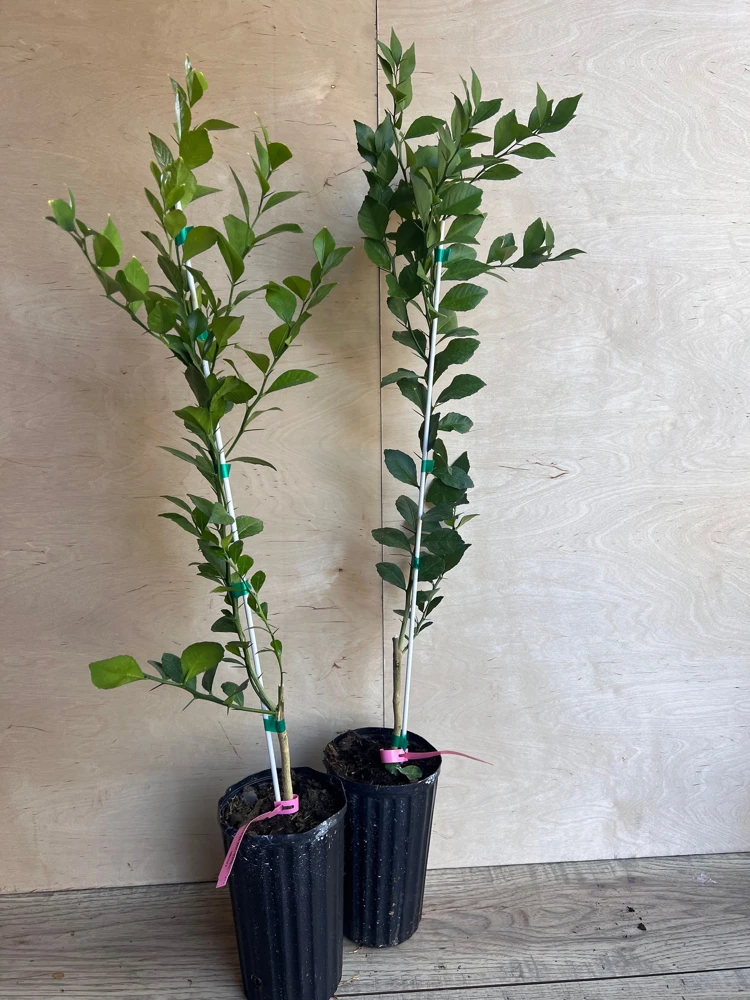 Red Finger Lime Tree Live Plant - 1/2 Gallon Pot, Microcitrus australasica, Grafted Citrus - Cannot ship to CA - Image 5