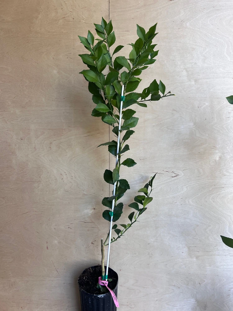 Red Finger Lime Tree Live Plant - 1/2 Gallon Pot, Microcitrus australasica, Grafted Citrus - Cannot ship to CA - Image 6