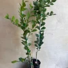 Red Finger Lime Tree Live Plant - 1/2 Gallon Pot, Microcitrus australasica, Grafted Citrus - Cannot ship to CA - Image 1