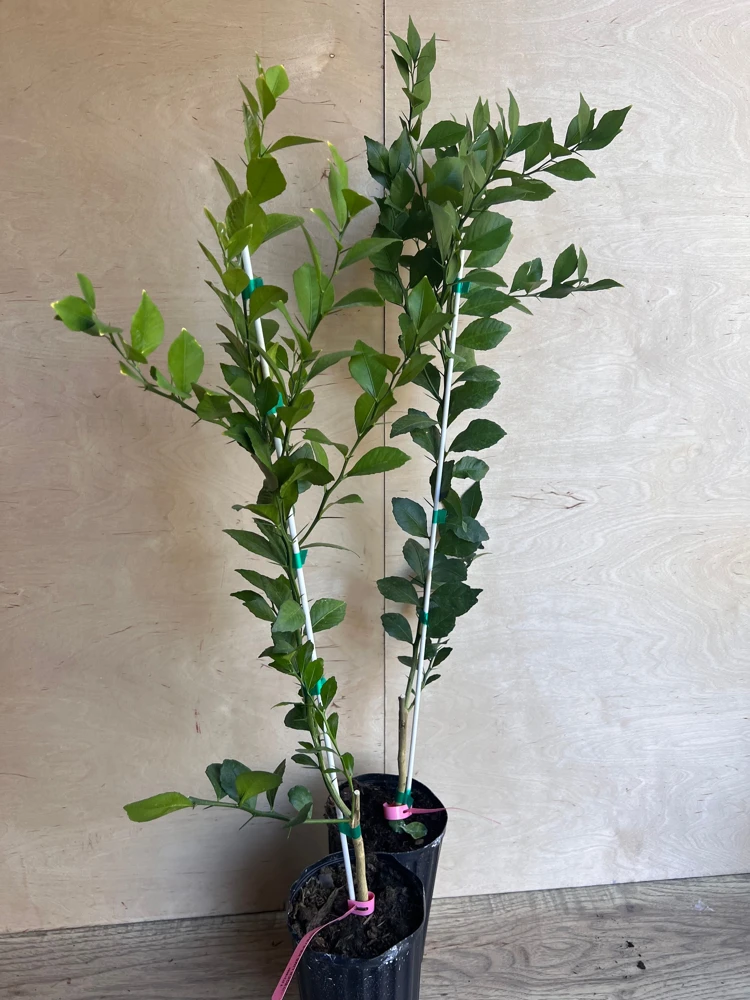 Red Finger Lime Tree Live Plant - 1/2 Gallon Pot, Microcitrus australasica, Grafted Citrus - Cannot ship to CA - Image 1