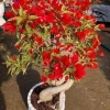 Red Flame Bougainvillea Live Plant – Trumpet Vine Flower Starter Plant, Zones 9-11 - Image 1