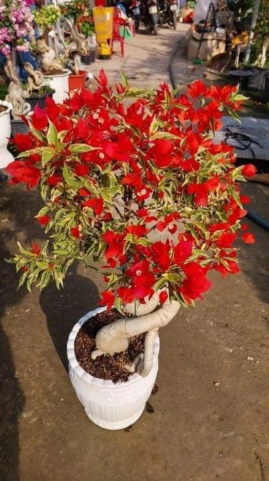 Red Flame Bougainvillea Live Plant – Trumpet Vine Flower Starter Plant, Zones 9-11 - Image 1