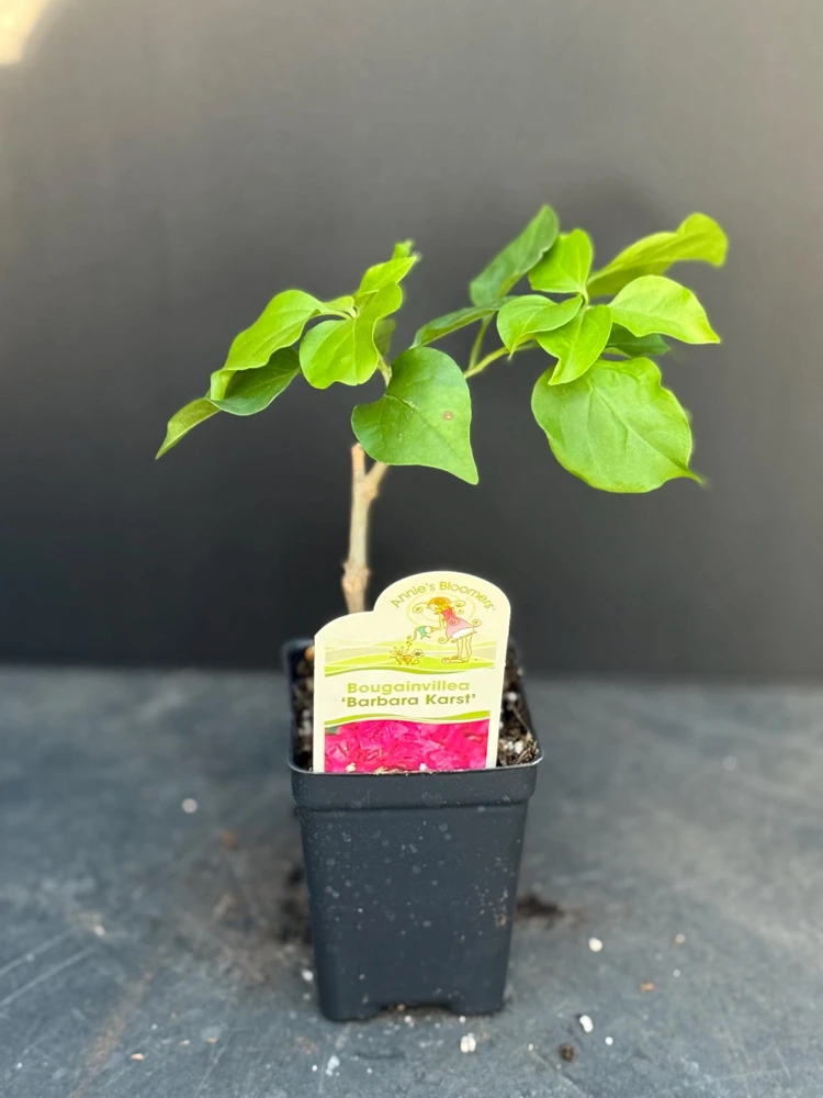 Red Flame Bougainvillea Live Plant – Trumpet Vine Flower Starter Plant, Zones 9-11 - Image 2