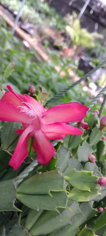 Red Glow Christmas Cactus Live Plant - 2 Plants in 3-inch Pot - Easy Care Indoor - Image 2