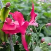 Red Glow Christmas Cactus Live Plant - 2 Thanksgiving Cacti in 3'' Pot - Easy Care Indoor - Image 1