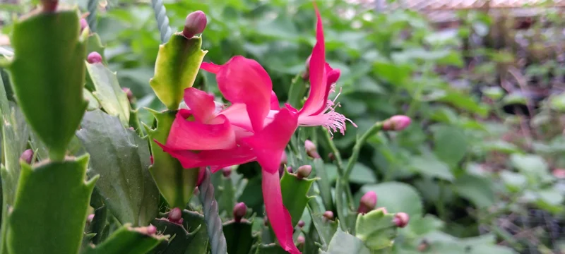 Red Glow Christmas Cactus Live Plant - 2 Thanksgiving Cacti in 3'' Pot - Easy Care Indoor - Image 1