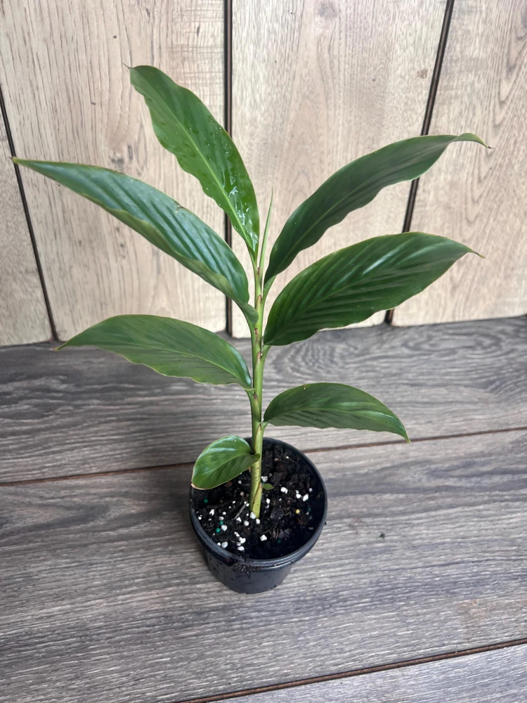 Red Hawaiian Ginger Live Plant – Alpinia purpurata – Tropical Plant in 4" Pot - Cannot ship to CA - Image 2