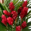 Red Hawaiian Ginger Live Plant – Alpinia purpurata – Tropical Plant in 4" Pot - Cannot ship to CA - Image 1