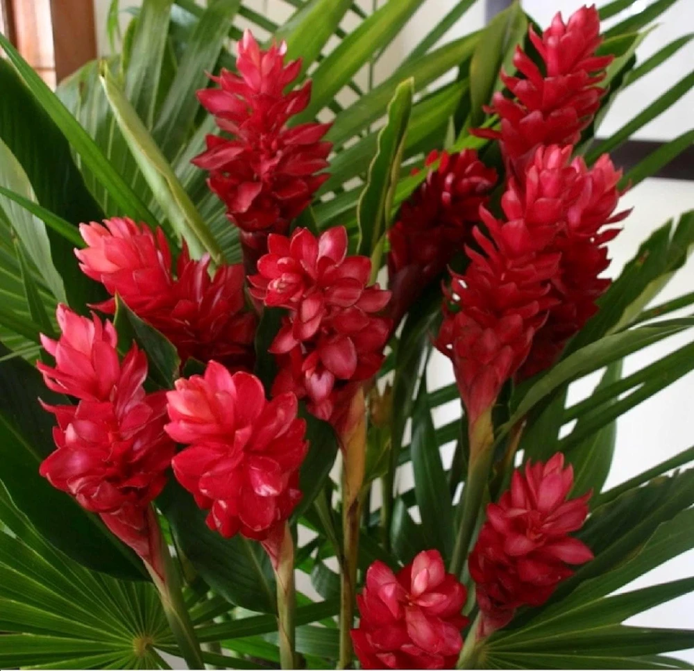 Red Hawaiian Ginger Live Plant – Alpinia purpurata – Tropical Plant in 4" Pot - Cannot ship to CA - Image 1