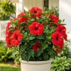 Red Hibiscus Live Plant, Hardy Tropical Shrub, 4-8 Inch Tall - Image 1