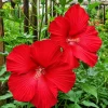 Red Hibiscus Live Plant, Hardy Tropical Shrub, 4-8 Inch Tall - Image 1
