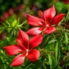 Red Hibiscus Live Plant, Tropical Shrub, 4-8 Inch Tall, Red Flowering - Image 1