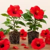 Red Hibiscus Live Plants Set of 2, Hardy Tropical Shrub, 4-8 Inch Tall - Image 1