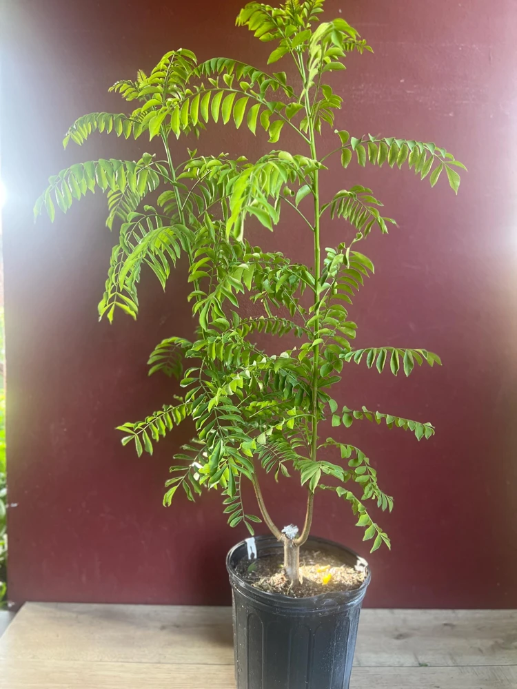 Red Hog Plum Tree – Mombin Live Plant – 3 Gallon Pot – Outdoor Fruit Tree - Cannot ship to CA - Image 2