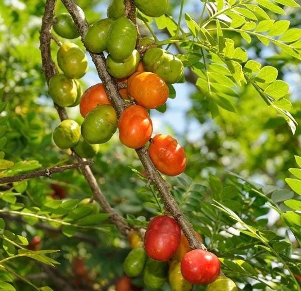 Red Hog Plum Tree – Mombin Live Plant – 3 Gallon Pot – Outdoor Fruit Tree - Cannot ship to CA - Image 1