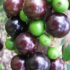 Red Jaboticaba Precoce Dwarf Live Plant - Fruit Tree in 4 inch Pot - Indoor/Outdoor - Cannot ship to CA - Image 1