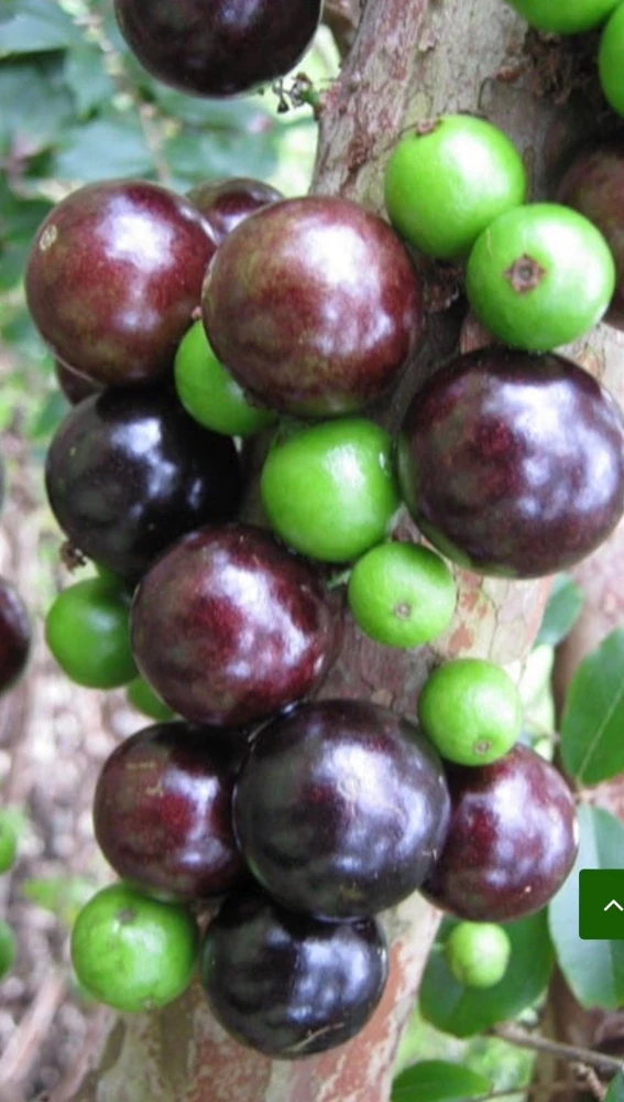 Red Jaboticaba Precoce Dwarf Live Plant - Fruit Tree in 4 inch Pot - Indoor/Outdoor - Cannot ship to CA - Image 1