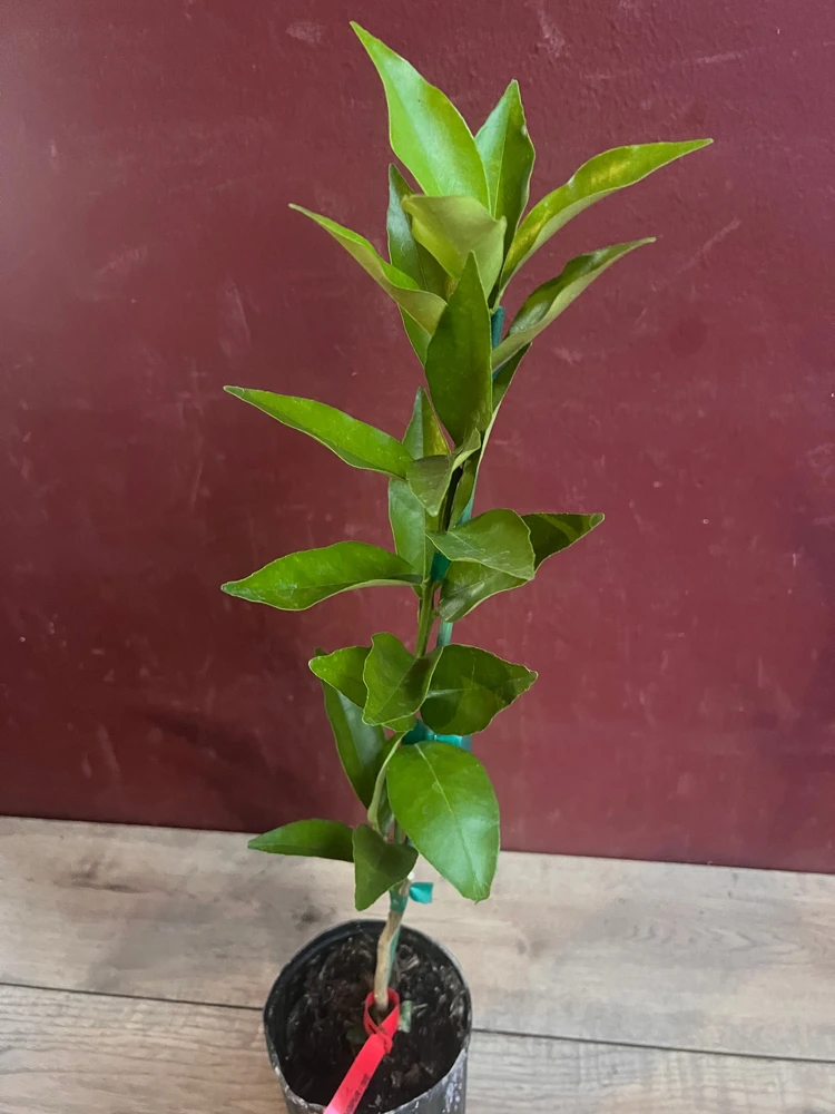 Red Lime Tree Live Plant - Grafted, 1/2 Gallon Pot, Fruit Bearing Citrus - Cannot ship to CA - Image 2
