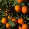 Red Lime Tree Live Plant - Grafted, 1/2 Gallon Pot, Fruit Bearing Citrus - Cannot ship to CA - Image 1