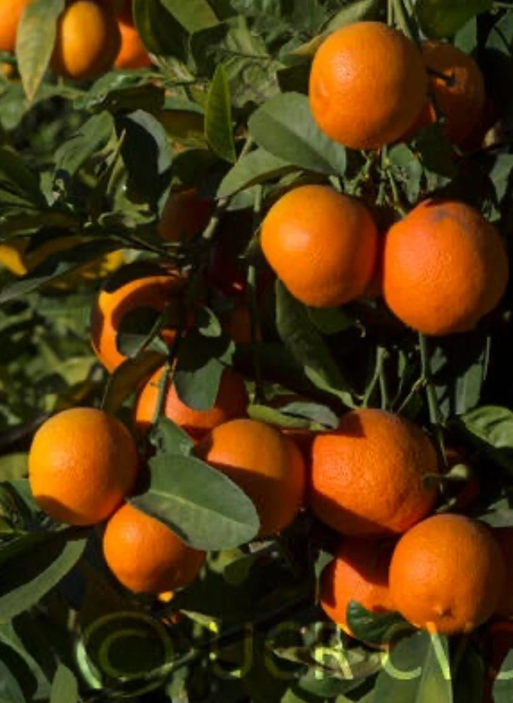 Red Lime Tree Live Plant - Grafted, 1/2 Gallon Pot, Fruit Bearing Citrus - Cannot ship to CA - Image 1
