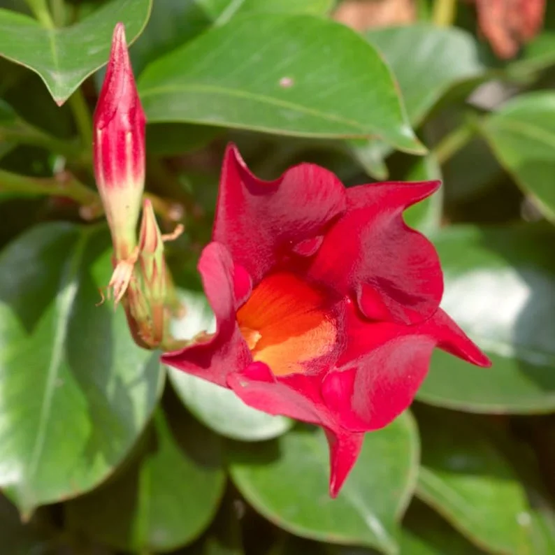 Red Mandevilla Live Plant – 10-20in Tall Tropical Flowering Vine – Outdoor - Image 2