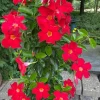 Red Mandevilla Live Plant – 10-20in Tall Tropical Flowering Vine – Outdoor - Image 1