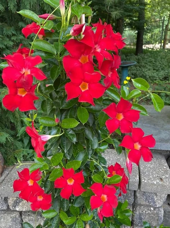 Red Mandevilla Live Plant – 10-20in Tall Tropical Flowering Vine – Outdoor - Image 1