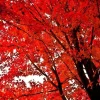 Red Maple Live Plant 2.5" Pot – Acer rubrum – Vibrant Fall Color Tree - Image 1