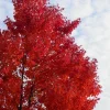 Red Maple Live Plant – 4 inch Pot – Fast Growing Shade Tree Outdoor - Image 1
