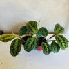 Red Maranta Prayer Plant Live Plant 4in Pot Indoor Houseplant - Image 1