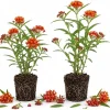 Red Milkweed Live Plants – Set of 2 Asclepias Starter Plants – 4-6 Inch – Outdoor Perennial - Image 1