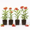 Red Milkweed Live Plants - Set of 4 Asclepias Starter Plants, 4-6 Inch, Outdoor Perennial - Image 1
