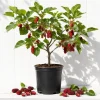 Red Mulberry Tree Live Plant - 4-7 Inch Starter, Fruit Tree for Garden - Image 1
